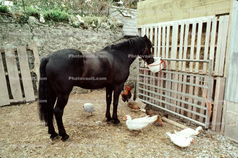 Horse Feeding, Ducks, Chickens, North Wales