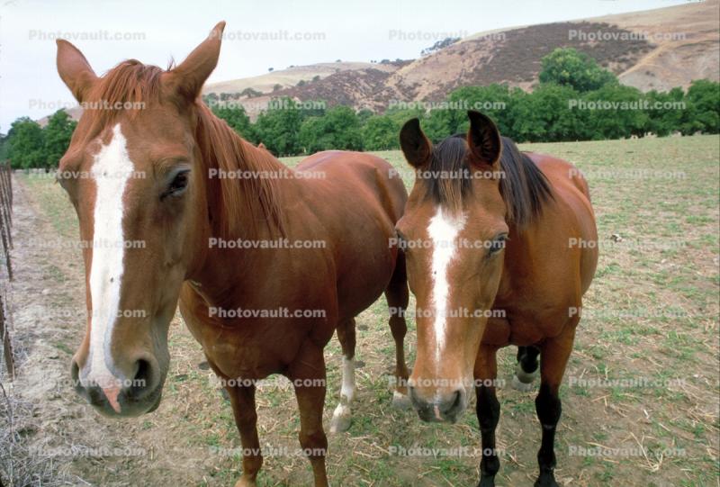 Horses in Tres Pinos