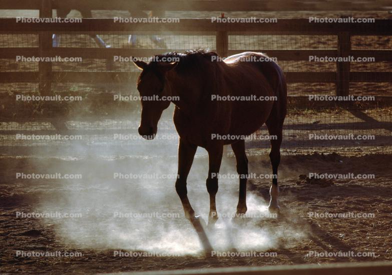 Dusty Light with a Horse in a Corral