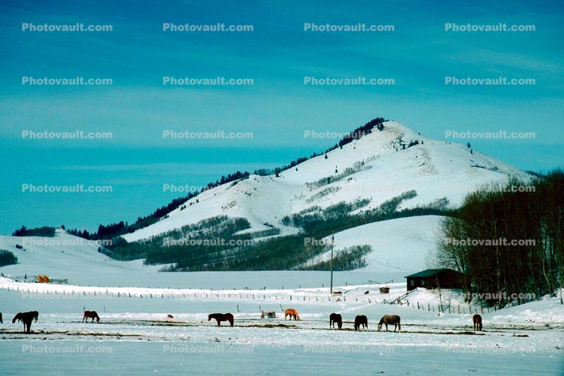 Horses, hills, fence, snow, mountains