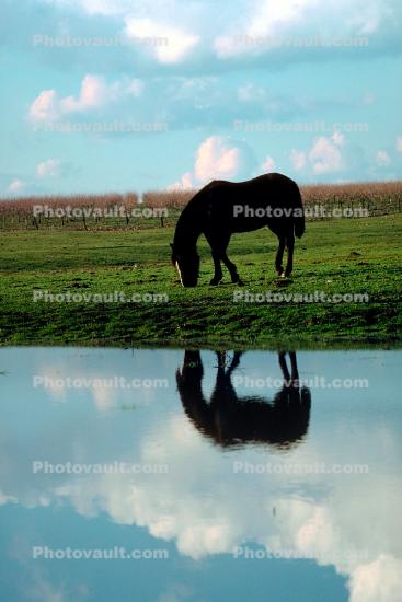 Horse Reflecting in a Lake, Merced County