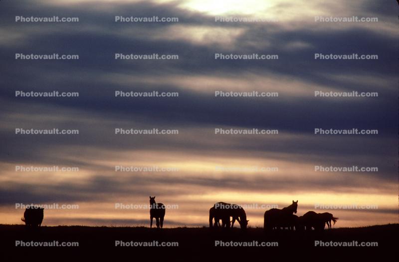 Horses in The Sunset, Rancho Seco