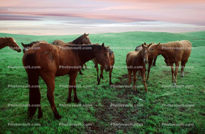 Horses at Rancho Seco