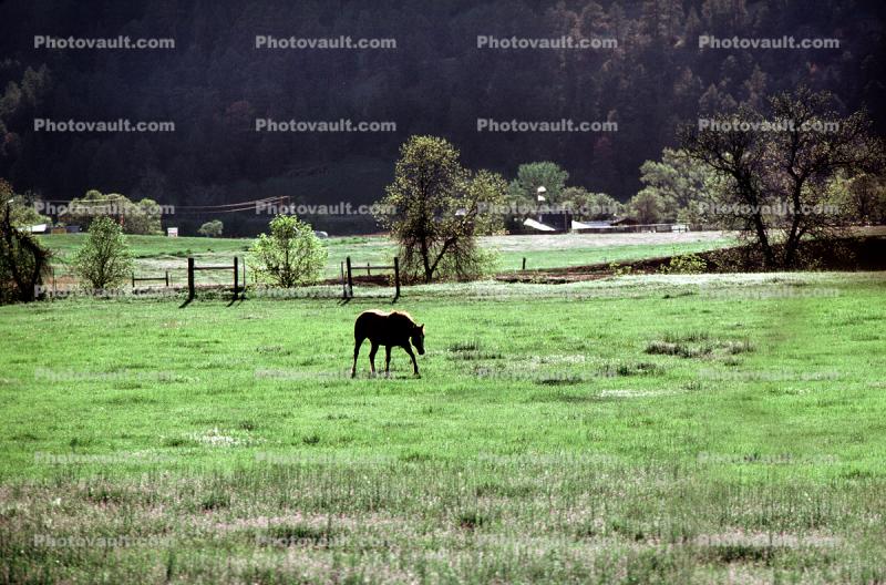 A Lone Horse at Devils Tower Wyoming