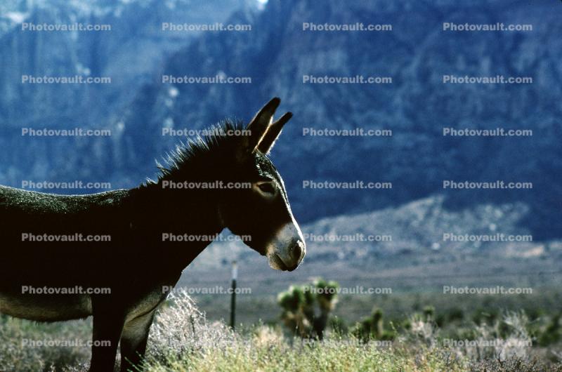 Donkey in Red Rock Canyon