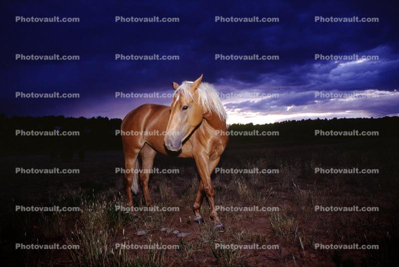 Horse in the Evening