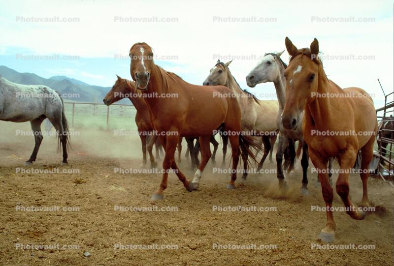 Horses, Nevada