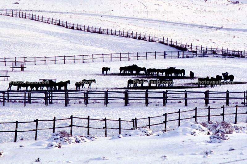 Horses, Fences, snow fields, hills, mountains, north of Reno, Nevada
