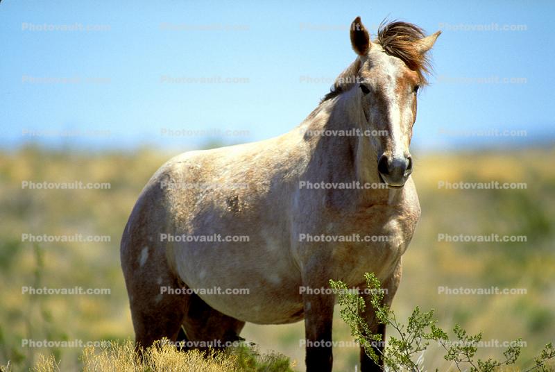 Horse, western Texas