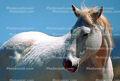 White Horse, western Texas