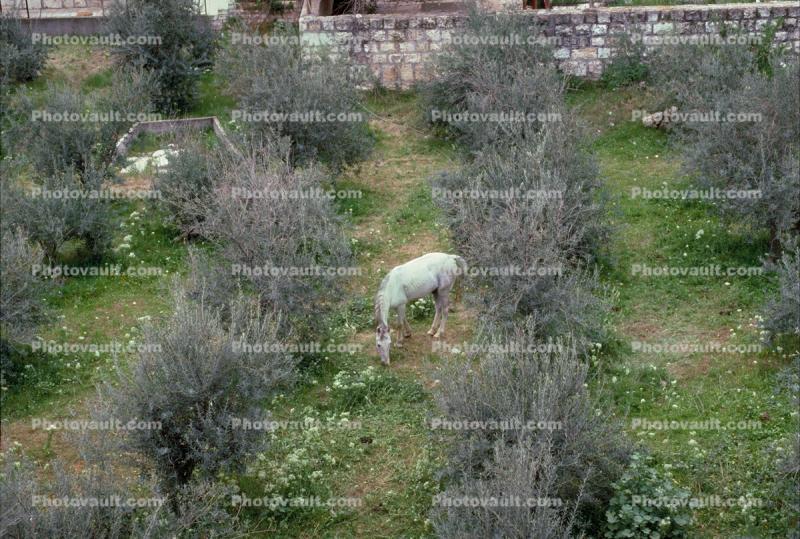 Horse on the Grounds of Dormition Church, Olive Trees