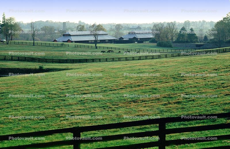 Horses, Fields, fences, barn, buildings, Lexington, Kentucky