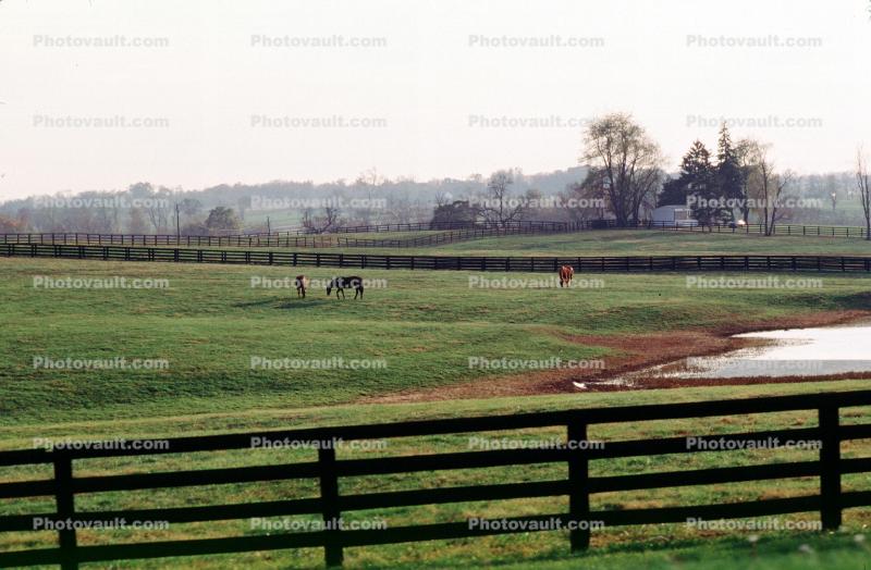 Horses, Fields, Fences, Lexington, Kentucky