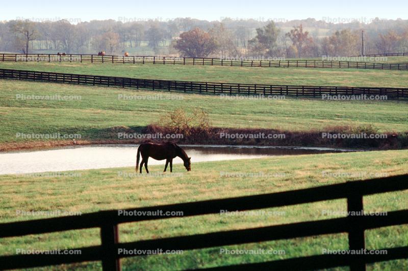 Horse, Fields, Fences, Pond, Lake, Trees, Lexington, Kentucky