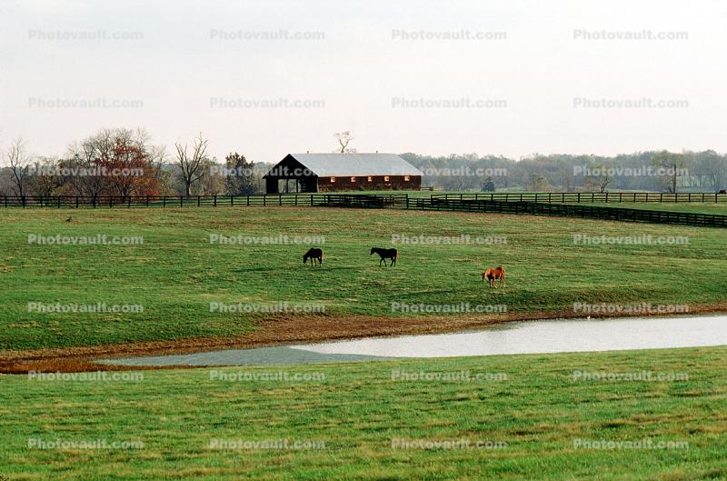 Horses, Fields, Fences, Pond, Lake, Trees, Barn, Lexington, Kentucky