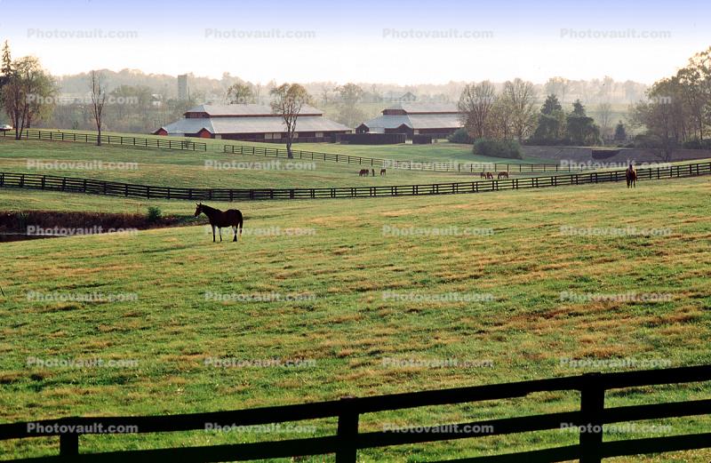 Horses, Lexington, Kentucky