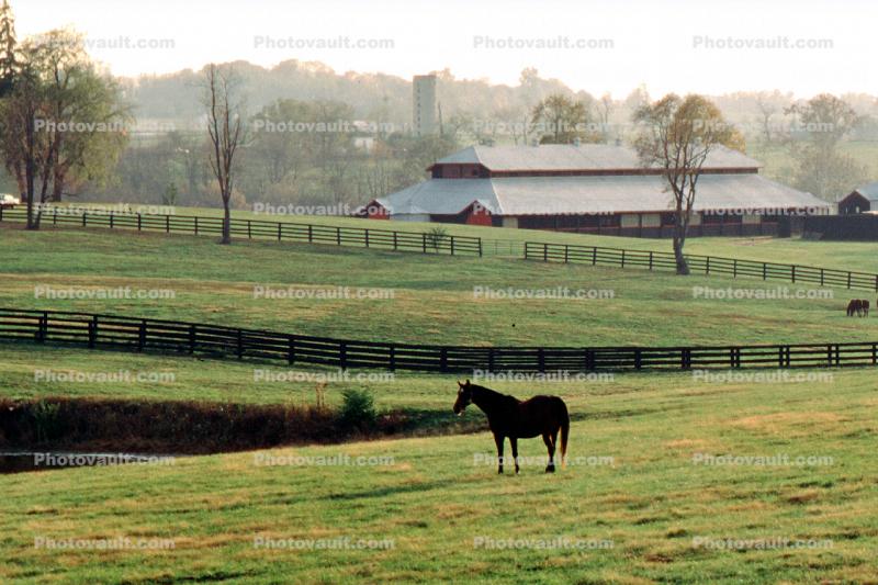 Horses, fence, barn, fields, trees, Lexington, Kentucky