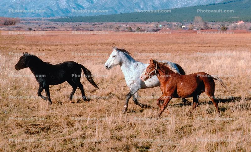 Three Horses, galloping in the countryside