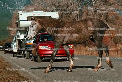 Horse crossing the road, Cars, automobile, vehicles, Taos