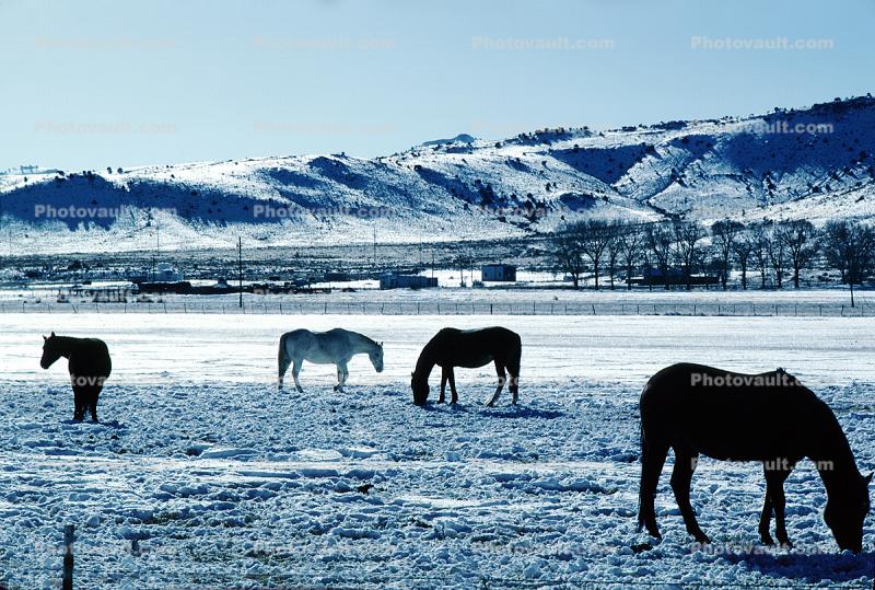 Southern Colorado in the Winter, Horses