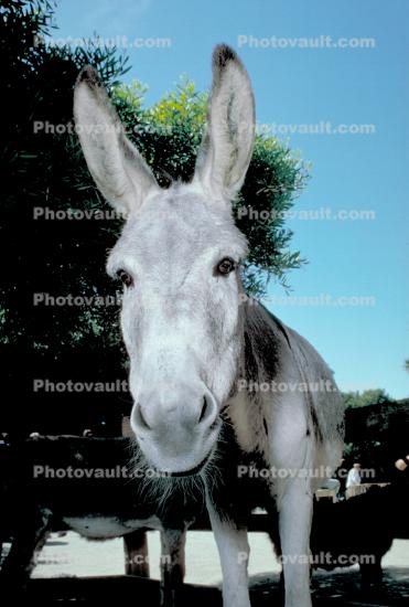 Mule, Donkey