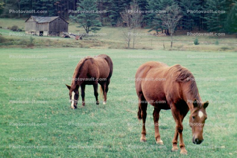 Horses, Pennsylvania