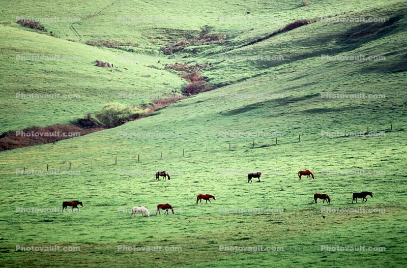 Horses, Sonoma County, California
