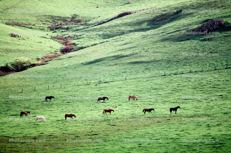 Horses, Sonoma County, California