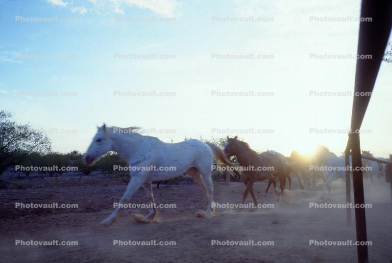 running Horse, Wickenburg, Arizona