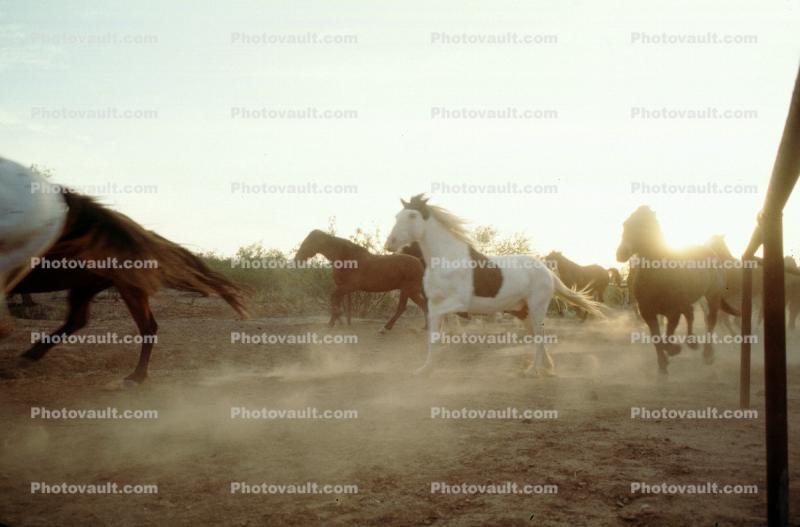 Running Horse, Galloping, Wickenburg, Arizona