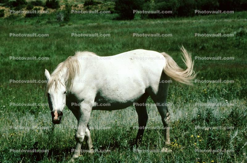 Horse, Estes Park, Colorado