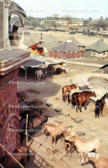 Horse, Delhi, India, 1974