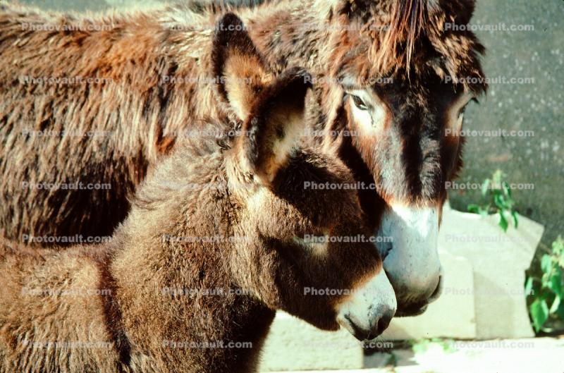 Baby Donkey, Horse