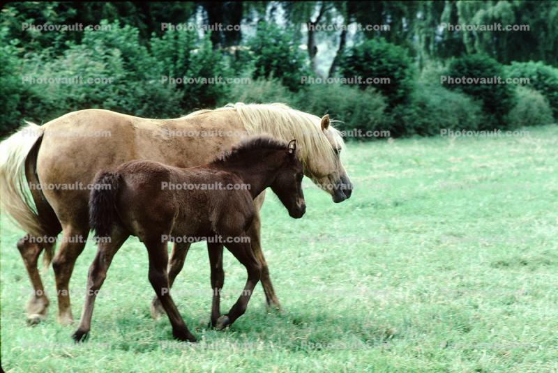Horse, Pony, Cotswalds, England