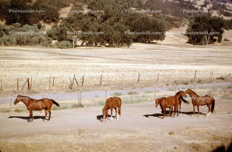 Horses, San Miguel, California