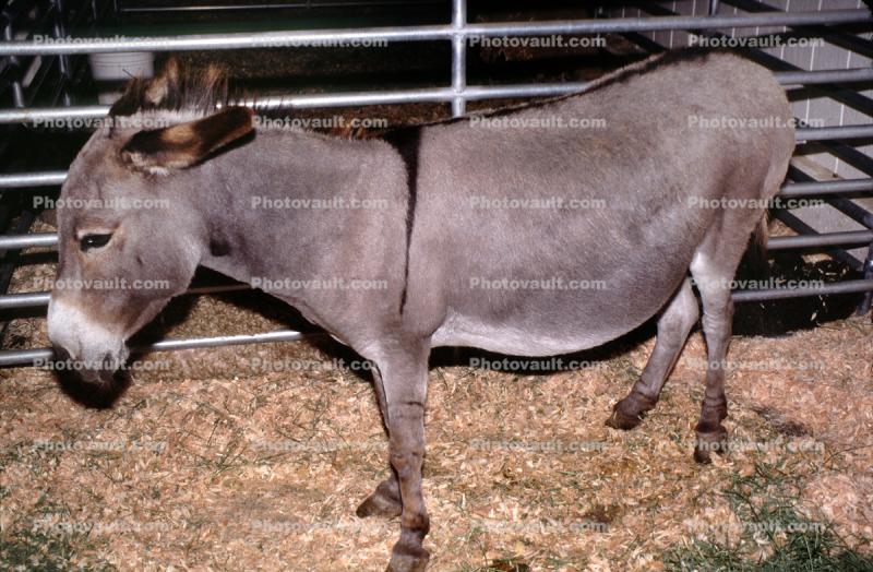 Donkey, Costa Mesa, California
