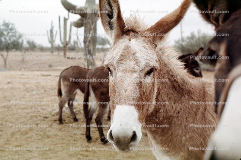 Donkey, Arizona