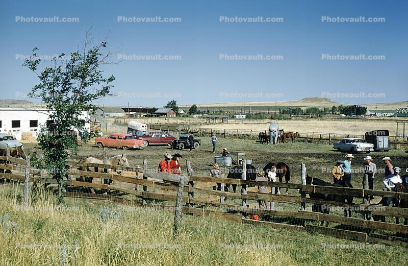 Horse, County Fair, Barn, Cars, Automobiles, Vehicle, Wyoming, 1957, 1950s