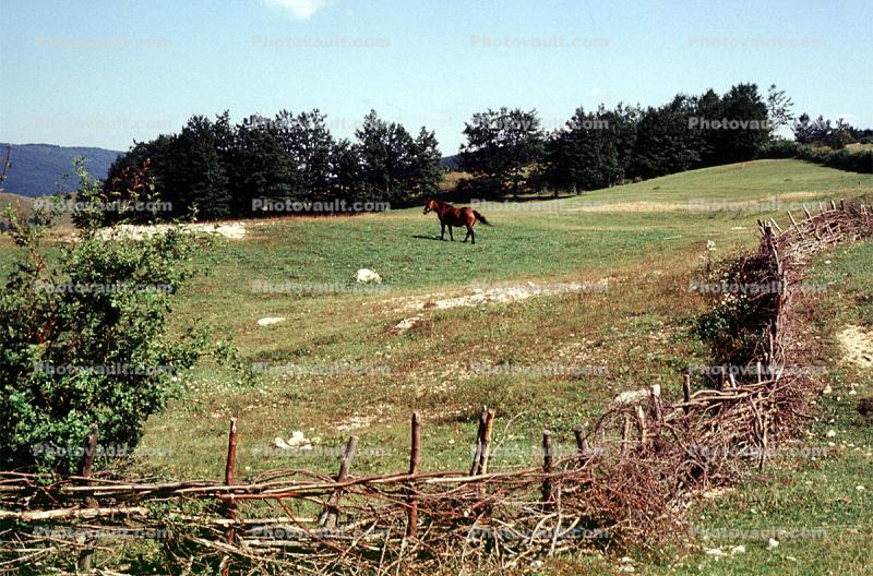 Horse, fence, hills, fields, Austria, 1981, 1980s