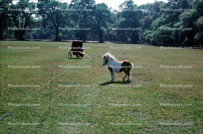 Horse, lawn, fence, buggy, trees, Gardenville, Pennsylvania, 1976, 1970s