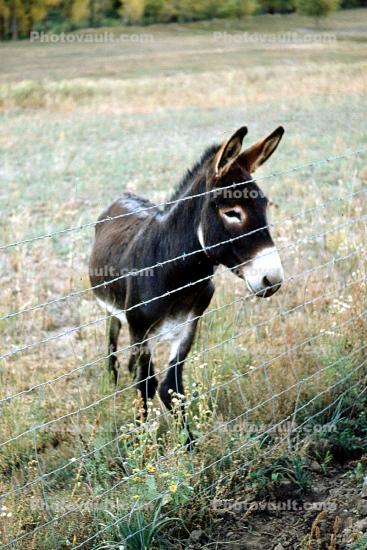 a young burro, barbed wire fence, ears, Galinas Road, 1963, 1960s