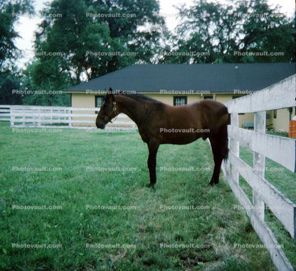 Horse, Hanover Pennsylvania, fence, May 1975, 1970s