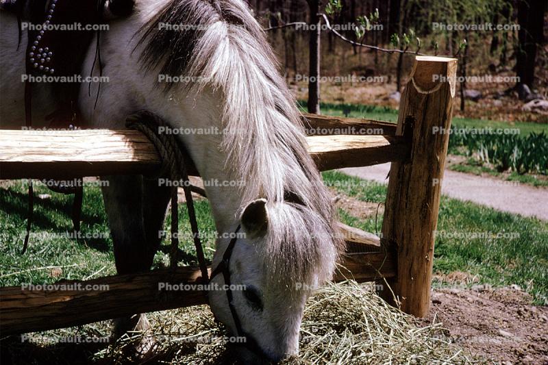 Horse, Sterling Forest, Sterling Forest State Park, 1966, 1960s
