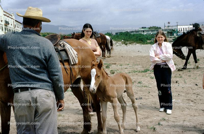 Horse, Colt, Guaymas, Mexico, 1973, 1970s