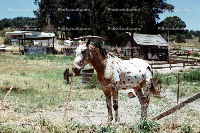 Polka-dot Horse, shack, barbed wire fence, California, 1973, 1970s