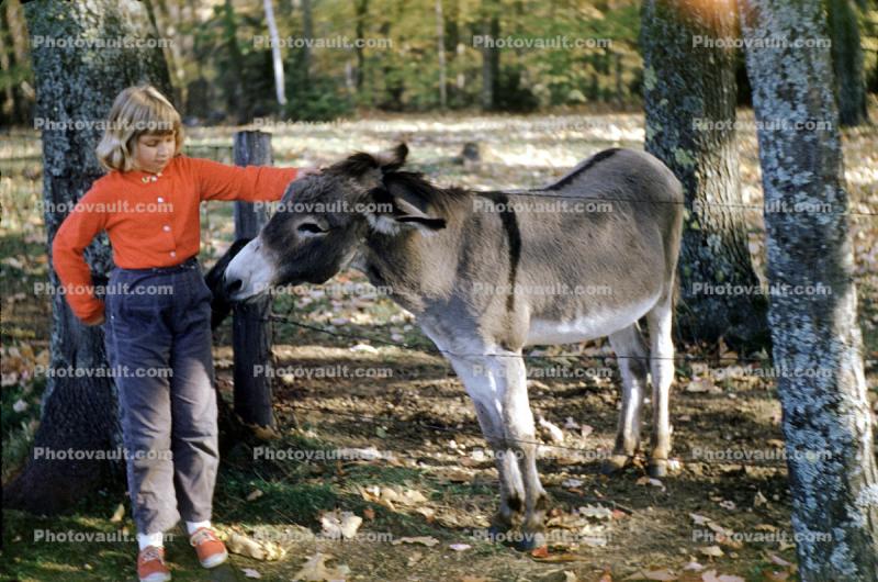 Donkey, Girl, Autumn, Hannah, 1950s