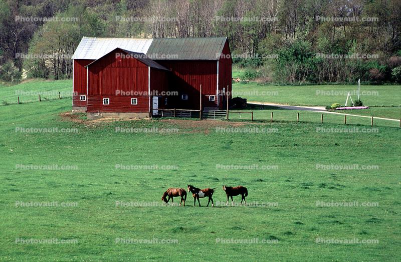 Barn, Horse, field, Ohio, 1995