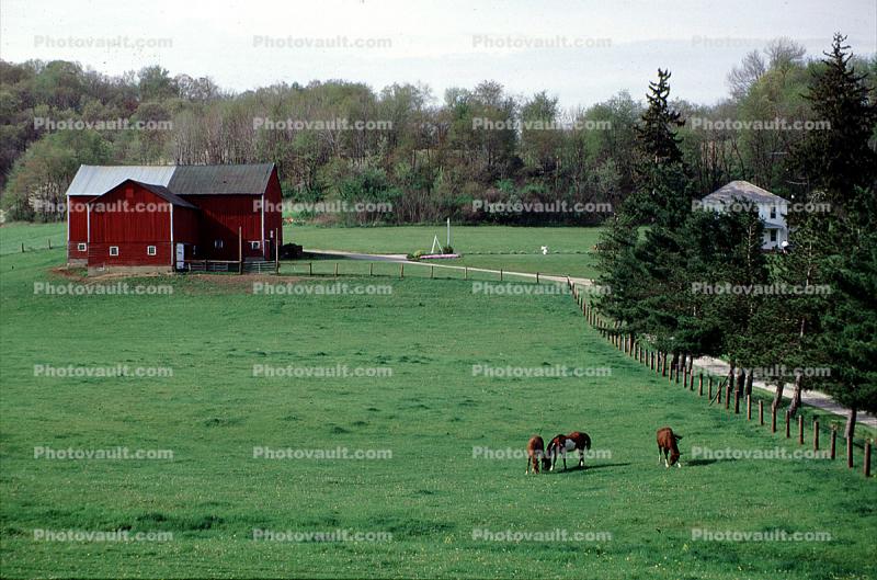 Barn, Horse, field, forest, trees, Ohio, 1995