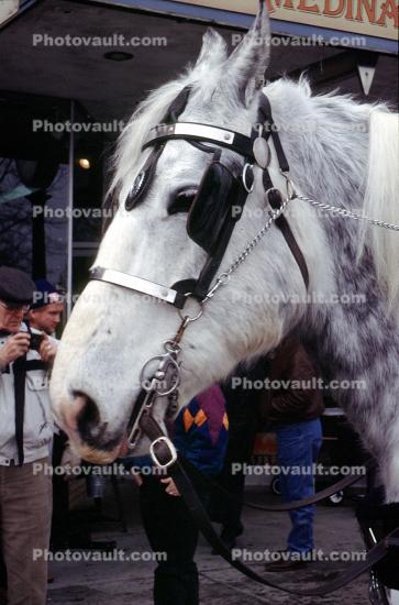 Horse, blinders, Cardon, Ohio, 1996