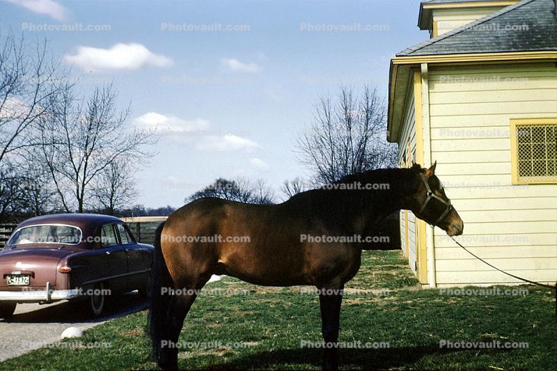 Horse, Ford, Car, House, Lawn, Louisville, Kentucky, 1959, 1950s, 1950s